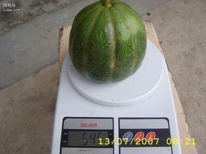 夏天吃青皮的瓜