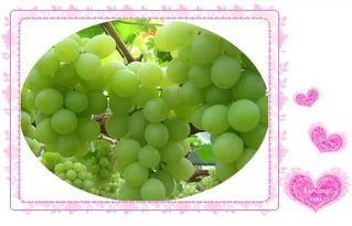 吃葡萄蜜瓜,甜蜜交织的夏日美味之旅