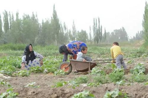 呼伦贝尔吃瓜群众,吃瓜群众的夏日狂欢盛宴