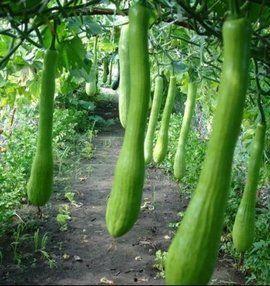 农村吃瓜有什么讲究,传统与风趣的夏日风情