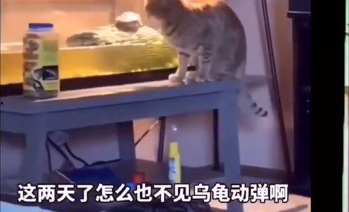 猫咪吃瓜搞笑视频,萌态可掬笑翻网友