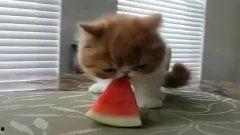 猫咪吃瓜搞笑视频,萌态可掬笑翻网友