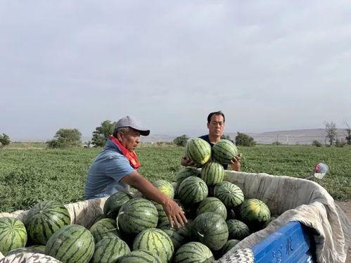商丘吃瓜案,一场网络舆论的风波与反思