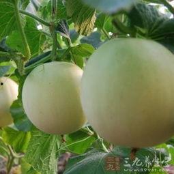 吃小瓜喉咙痒,揭秘吃小瓜引发的痒感之谜