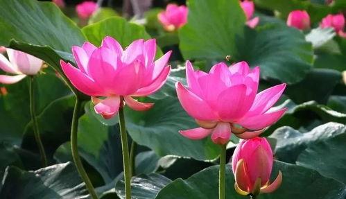 莲花楼绘画吃瓜