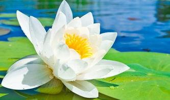 莲花楼绘画吃瓜