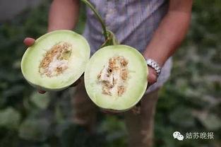 苏州吃瓜的地方