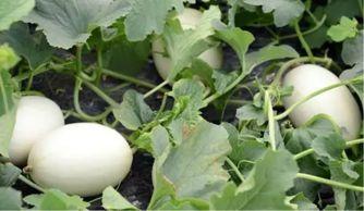 瓜哥带你吃大瓜黄桃,瓜哥带你探索黄桃美味之旅