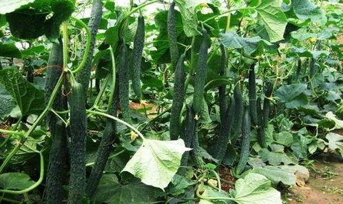 白梅瓜怎么吃最好呢