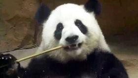 囡囡吃瓜,揭秘娱乐圈那些不为人知的幕后故事