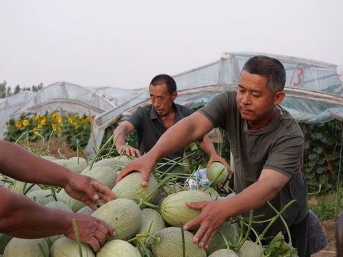 南沿村吃瓜视频