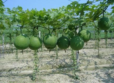 瓜萎干怎么吃,养生保健的天然良药