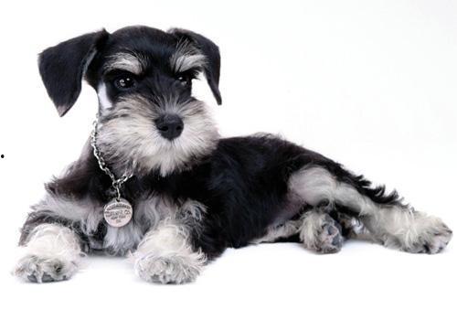 哈密瓜雪纳瑞可以吃吗,宠物饮食中的美味选择