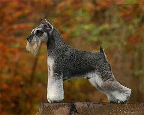 哈密瓜雪纳瑞可以吃吗,宠物饮食中的美味选择
